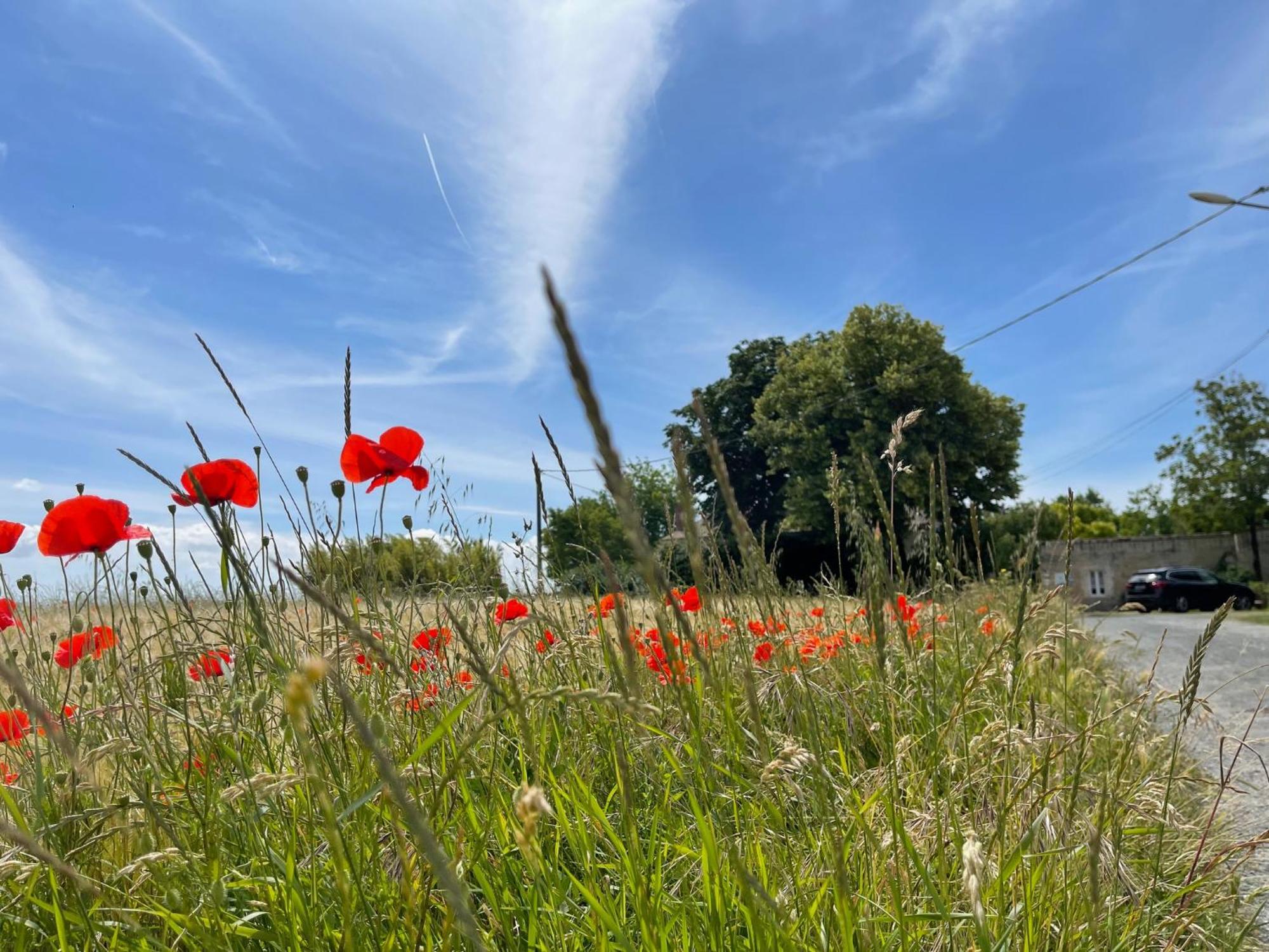 Logis Saint Leonard Dompierre-sur-Mer Exterior foto